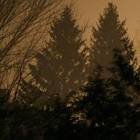 If These Trees Could Talk - Above The Earth, Below The Sky
